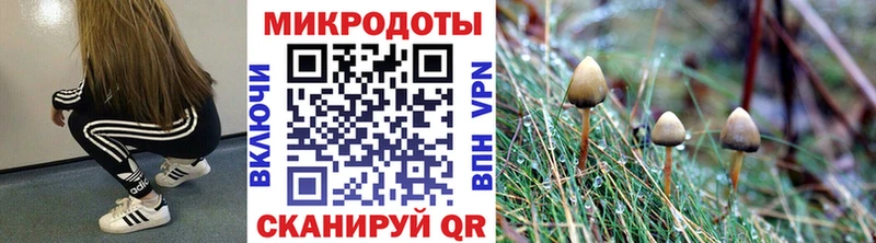 хочу   hydra как войти  Галлюциногенные грибы Psilocybine cubensis  Ефремов 